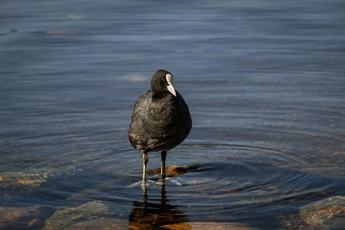 Beginner's Guide to Wetland Birdwatching: What to Take and How to Behave