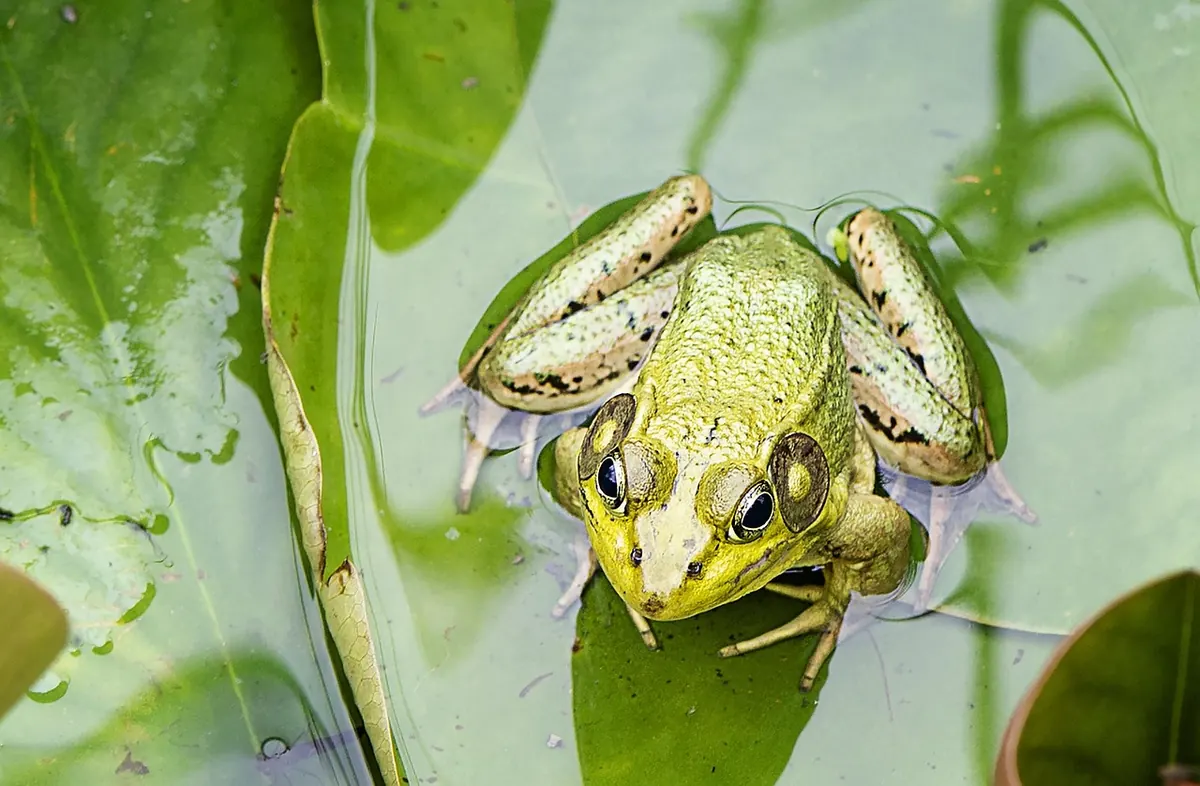 Common Mistakes When Building a Wildlife Pond (and How to Avoid Them)