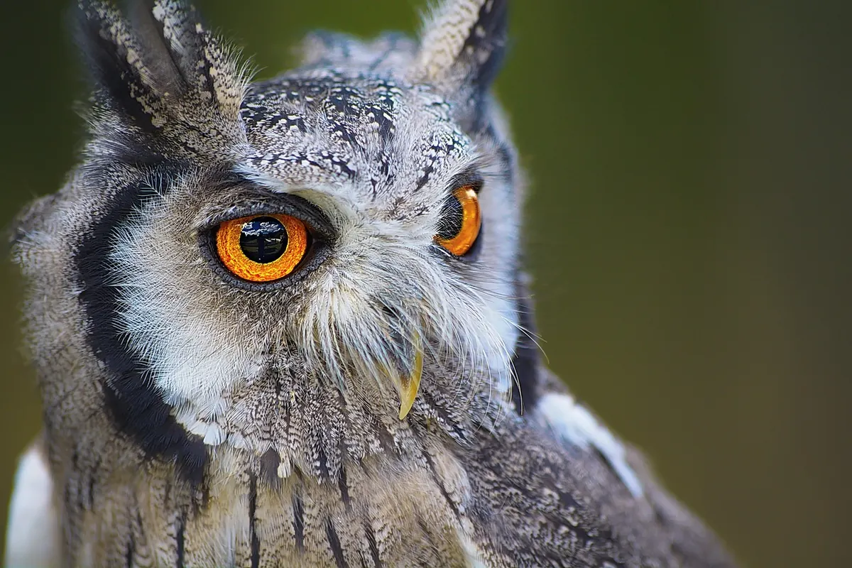 How to Photograph Wetland Birds Without Disturbing Them