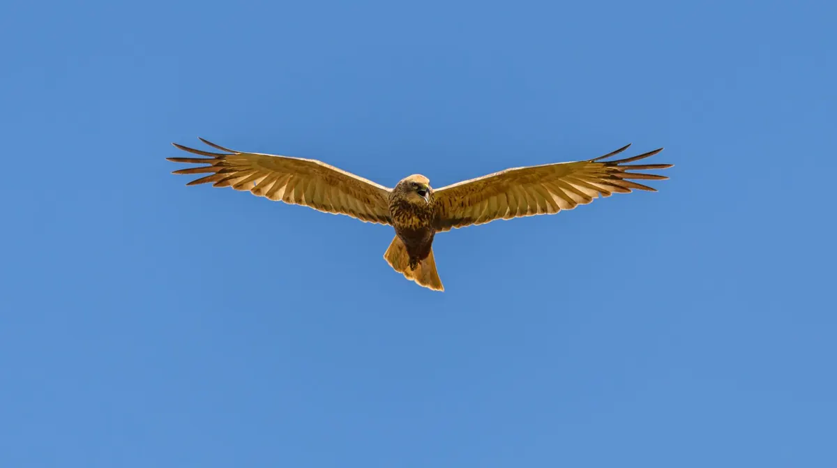 How to Tell a Marsh Harrier from a Buzzard and Red Kite