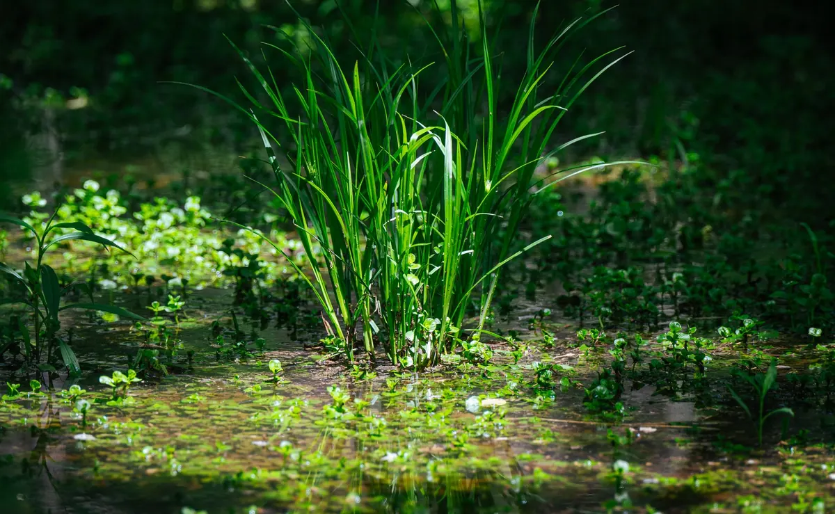 Native Plants for a Wildlife-Friendly Wetland Edge: A Checklist