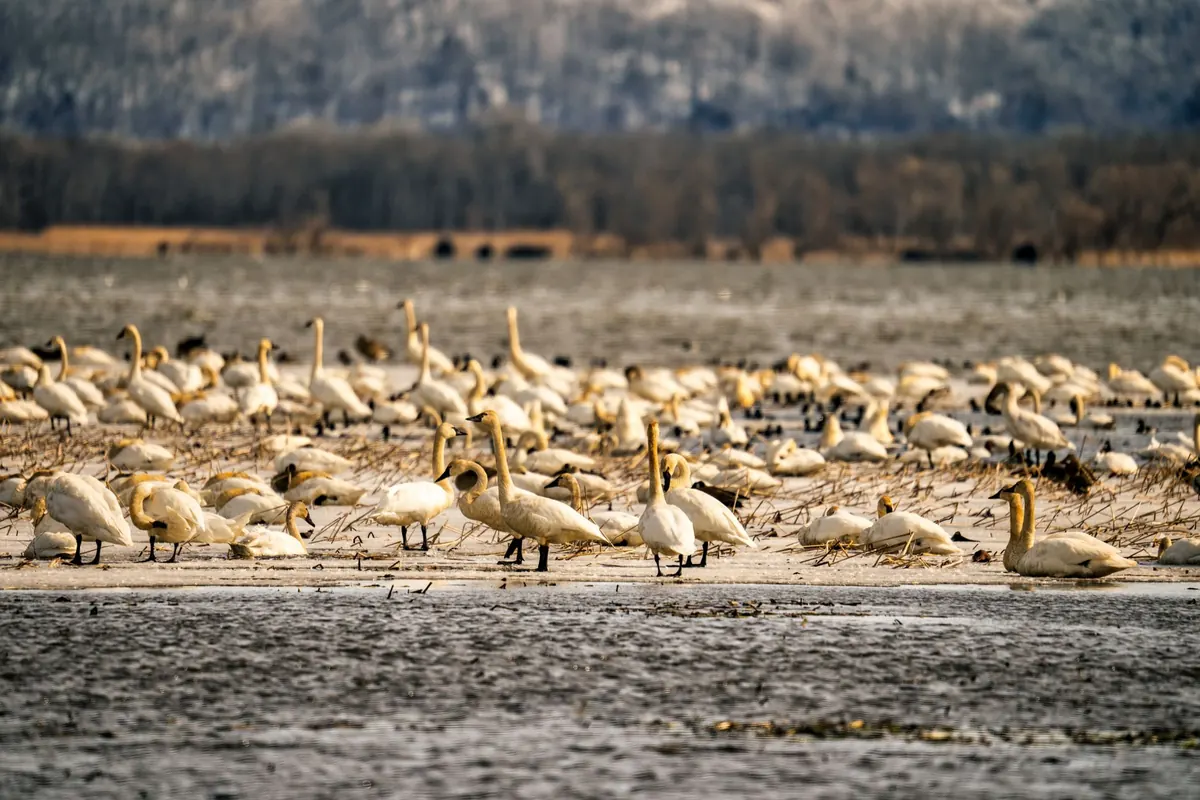 Why Some Wetlands Are Better in Winter: A Guide to Wildfowl Spectacles